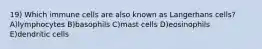 19) Which immune cells are also known as Langerhans cells? A)lymphocytes B)basophils C)mast cells D)eosinophils E)dendritic cells