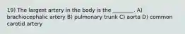 19) The largest artery in the body is the ________. A) brachiocephalic artery B) pulmonary trunk C) aorta D) common carotid artery