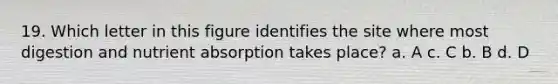 19. Which letter in this figure identifies the site where most digestion and nutrient absorption takes place? a. A c. C b. B d. D
