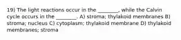 19) The light reactions occur in the ________, while the Calvin cycle occurs in the ________. A) stroma; thylakoid membranes B) stroma; nucleus C) cytoplasm; thylakoid membrane D) thylakoid membranes; stroma