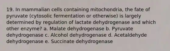 19. In mammalian cells containing mitochondria, the fate of pyruvate (cytosolic fermentation or otherwise) is largely determined by regulation of lactate dehydrogenase and which other enzyme? a. Malate dehydrogenase b. Pyruvate dehydrogenase c. Alcohol dehydrogenase d. Acetaldehyde dehydrogenase e. Succinate dehydrogenase