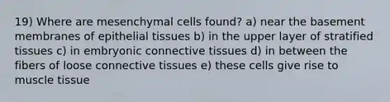 19) Where are mesenchymal cells found? a) near the basement membranes of epithelial tissues b) in the upper layer of stratified tissues c) in embryonic connective tissues d) in between the fibers of loose connective tissues e) these cells give rise to muscle tissue