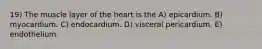 19) The muscle layer of the heart is the A) epicardium. B) myocardium. C) endocardium. D) visceral pericardium. E) endothelium.