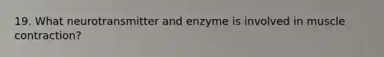 19. What neurotransmitter and enzyme is involved in muscle contraction?