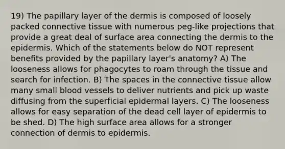 19) The papillary layer of the dermis is composed of loosely packed connective tissue with numerous peg-like projections that provide a great deal of surface area connecting the dermis to the epidermis. Which of the statements below do NOT represent benefits provided by the papillary layer's anatomy? A) The looseness allows for phagocytes to roam through the tissue and search for infection. B) The spaces in the connective tissue allow many small blood vessels to deliver nutrients and pick up waste diffusing from the superficial epidermal layers. C) The looseness allows for easy separation of the dead cell layer of epidermis to be shed. D) The high surface area allows for a stronger connection of dermis to epidermis.