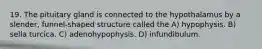 19. The pituitary gland is connected to the hypothalamus by a slender, funnel-shaped structure called the A) hypophysis. B) sella turcica. C) adenohypophysis. D) infundibulum.