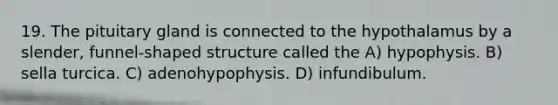 19. The pituitary gland is connected to the hypothalamus by a slender, funnel-shaped structure called the A) hypophysis. B) sella turcica. C) adenohypophysis. D) infundibulum.