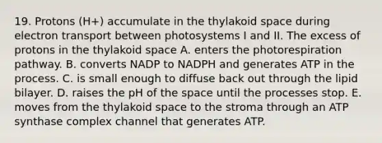 19. Protons (H+) accumulate in the thylakoid space during electron transport between photosystems I and II. The excess of protons in the thylakoid space A. enters the photorespiration pathway. B. converts NADP to NADPH and generates ATP in the process. C. is small enough to diffuse back out through the lipid bilayer. D. raises the pH of the space until the processes stop. E. moves from the thylakoid space to the stroma through an ATP synthase complex channel that generates ATP.