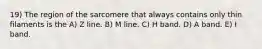 19) The region of the sarcomere that always contains only thin filaments is the A) Z line. B) M line. C) H band. D) A band. E) I band.