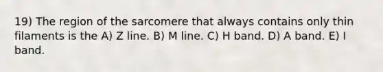 19) The region of the sarcomere that always contains only thin filaments is the A) Z line. B) M line. C) H band. D) A band. E) I band.