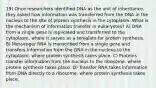 19) Once researchers identified DNA as the unit of inheritance, they asked how information was transferred from the DNA in the nucleus to the site of protein synthesis in the cytoplasm. What is the mechanism of information transfer in eukaryotes? A) DNA from a single gene is replicated and transferred to the cytoplasm, where it serves as a template for protein synthesis. B) Messenger RNA is transcribed from a single gene and transfers information from the DNA in the nucleus to the cytoplasm, where protein synthesis takes place. C) Proteins transfer information from the nucleus to the ribosome, where protein synthesis takes place. D) Transfer RNA takes information from DNA directly to a ribosome, where protein synthesis takes place.