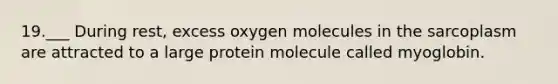 19.___ During rest, excess oxygen molecules in the sarcoplasm are attracted to a large protein molecule called myoglobin.