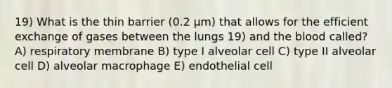 19) What is the thin barrier (0.2 μm) that allows for the efficient exchange of gases between the lungs 19) and the blood called? A) respiratory membrane B) type I alveolar cell C) type II alveolar cell D) alveolar macrophage E) endothelial cell