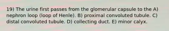 19) The urine first passes from the glomerular capsule to the A) nephron loop (loop of Henle). B) proximal convoluted tubule. C) distal convoluted tubule. D) collecting duct. E) minor calyx.