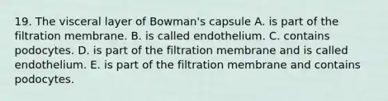 19. The visceral layer of Bowman's capsule A. is part of the filtration membrane. B. is called endothelium. C. contains podocytes. D. is part of the filtration membrane and is called endothelium. E. is part of the filtration membrane and contains podocytes.