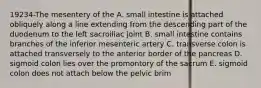 19234-The mesentery of the A. small intestine is attached obliquely along a line extending from the descending part of the duodenum to the left sacroiliac joint B. small intestine contains branches of the inferior mesenteric artery C. transverse colon is attached transversely to the anterior border of the pancreas D. sigmoid colon lies over the promontory of the sacrum E. sigmoid colon does not attach below the pelvic brim