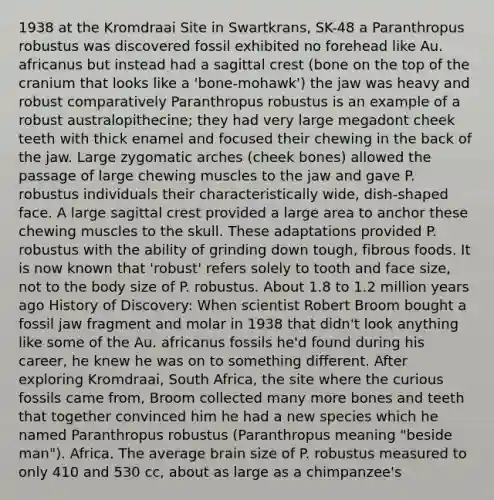 1938 at the Kromdraai Site in Swartkrans, SK-48 a Paranthropus robustus was discovered fossil exhibited no forehead like Au. africanus but instead had a sagittal crest (bone on the top of the cranium that looks like a 'bone-mohawk') the jaw was heavy and robust comparatively Paranthropus robustus is an example of a robust australopithecine; they had very large megadont cheek teeth with thick enamel and focused their chewing in the back of the jaw. Large zygomatic arches (cheek bones) allowed the passage of large chewing muscles to the jaw and gave P. robustus individuals their characteristically wide, dish-shaped face. A large sagittal crest provided a large area to anchor these chewing muscles to the skull. These adaptations provided P. robustus with the ability of grinding down tough, fibrous foods. It is now known that 'robust' refers solely to tooth and face size, not to the body size of P. robustus. About 1.8 to 1.2 million years ago History of Discovery: When scientist Robert Broom bought a fossil jaw fragment and molar in 1938 that didn't look anything like some of the Au. africanus fossils he'd found during his career, he knew he was on to something different. After exploring Kromdraai, South Africa, the site where the curious fossils came from, Broom collected many more bones and teeth that together convinced him he had a new species which he named Paranthropus robustus (Paranthropus meaning "beside man"). Africa. The average brain size of P. robustus measured to only 410 and 530 cc, about as large as a chimpanzee's