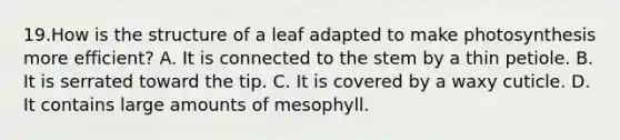 19.How is the structure of a leaf adapted to make photosynthesis more efficient? A. It is connected to the stem by a thin petiole. B. It is serrated toward the tip. C. It is covered by a waxy cuticle. D. It contains large amounts of mesophyll.