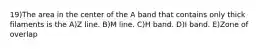 19)The area in the center of the A band that contains only thick filaments is the A)Z line. B)M line. C)H band. D)I band. E)Zone of overlap