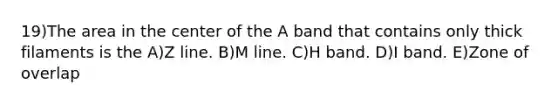 19)The area in the center of the A band that contains only thick filaments is the A)Z line. B)M line. C)H band. D)I band. E)Zone of overlap