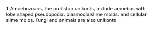 1.Amoebozoans, the protistan unikonts, include amoebas with lobe-shaped pseudopodia, plasmodialslime molds, and cellular slime molds. Fungi and animals are also unikonts