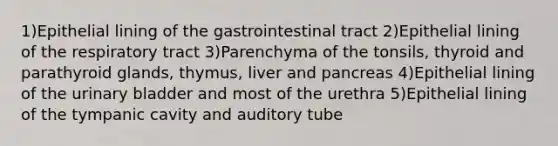 1)Epithelial lining of the gastrointestinal tract 2)Epithelial lining of the respiratory tract 3)Parenchyma of the tonsils, thyroid and parathyroid glands, thymus, liver and pancreas 4)Epithelial lining of the urinary bladder and most of the urethra 5)Epithelial lining of the tympanic cavity and auditory tube