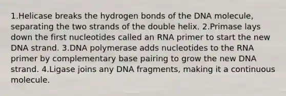 1.Helicase breaks the hydrogen bonds of the DNA molecule, separating the two strands of the double helix. 2.Primase lays down the first nucleotides called an RNA primer to start the new DNA strand. 3.DNA polymerase adds nucleotides to the RNA primer by complementary base pairing to grow the new DNA strand. 4.Ligase joins any DNA fragments, making it a continuous molecule.