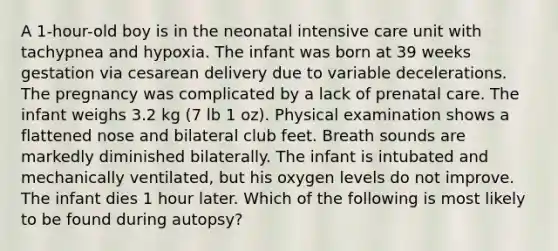 A 1-hour-old boy is in the neonatal intensive care unit with tachypnea and hypoxia. The infant was born at 39 weeks gestation via cesarean delivery due to variable decelerations. The pregnancy was complicated by a lack of prenatal care. The infant weighs 3.2 kg (7 lb 1 oz). Physical examination shows a flattened nose and bilateral club feet. Breath sounds are markedly diminished bilaterally. The infant is intubated and mechanically ventilated, but his oxygen levels do not improve. The infant dies 1 hour later. Which of the following is most likely to be found during autopsy?