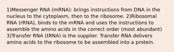 1)Messenger RNA (mRNA): brings instructions from DNA in the nucleus to the cytoplasm, then to the ribosome. 2)Ribosomal RNA (rRNA), binds to the mRNA and uses the instructions to assemble the amino acids in the correct order (most abundant) 3)Transfer RNA (tRNA) is the supplier. Transfer RNA delivers amino acids to the ribosome to be assembled into a protein.