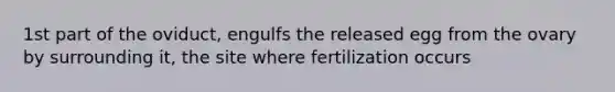 1st part of the oviduct, engulfs the released egg from the ovary by surrounding it, the site where fertilization occurs