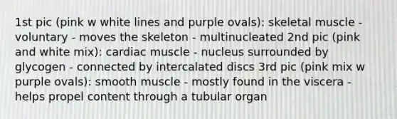 1st pic (pink w white lines and purple ovals): skeletal muscle - voluntary - moves the skeleton - multinucleated 2nd pic (pink and white mix): cardiac muscle - nucleus surrounded by glycogen - connected by intercalated discs 3rd pic (pink mix w purple ovals): smooth muscle - mostly found in the viscera - helps propel content through a tubular organ