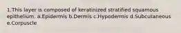 1.This layer is composed of keratinized stratified squamous epithelium. a.Epidermis b.Dermis c.Hypodermis d.Subcutaneous e.Corpuscle