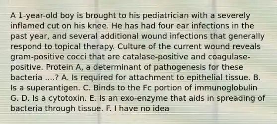 A 1-year-old boy is brought to his pediatrician with a severely inflamed cut on his knee. He has had four ear infections in the past year, and several additional wound infections that generally respond to topical therapy. Culture of the current wound reveals gram-positive cocci that are catalase-positive and coagulase-positive. Protein A, a determinant of pathogenesis for these bacteria ....? A. Is required for attachment to epithelial tissue. B. Is a superantigen. C. Binds to the Fc portion of immunoglobulin G. D. Is a cytotoxin. E. Is an exo-enzyme that aids in spreading of bacteria through tissue. F. I have no idea