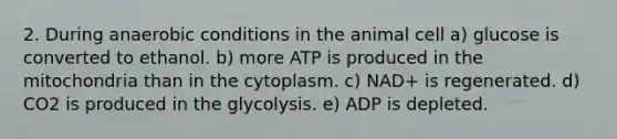 2. During anaerobic conditions in the animal cell a) glucose is converted to ethanol. b) more ATP is produced in the mitochondria than in the cytoplasm. c) NAD+ is regenerated. d) CO2 is produced in the glycolysis. e) ADP is depleted.