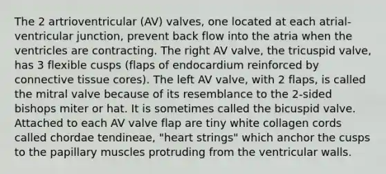 The 2 artrioventricular (AV) valves, one located at each atrial-ventricular junction, prevent back flow into the atria when the ventricles are contracting. The right AV valve, the tricuspid valve, has 3 flexible cusps (flaps of endocardium reinforced by connective tissue cores). The left AV valve, with 2 flaps, is called the mitral valve because of its resemblance to the 2-sided bishops miter or hat. It is sometimes called the bicuspid valve. Attached to each AV valve flap are tiny white collagen cords called chordae tendineae, "heart strings" which anchor the cusps to the papillary muscles protruding from the ventricular walls.