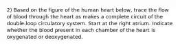 2) Based on the figure of the human heart below, trace the flow of blood through the heart as makes a complete circuit of the double-loop circulatory system. Start at the right atrium. Indicate whether the blood present in each chamber of the heart is oxygenated or deoxygenated.