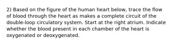 2) Based on the figure of the human heart below, trace the flow of blood through the heart as makes a complete circuit of the double-loop circulatory system. Start at the right atrium. Indicate whether the blood present in each chamber of the heart is oxygenated or deoxygenated.