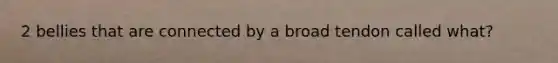 2 bellies that are connected by a broad tendon called what?