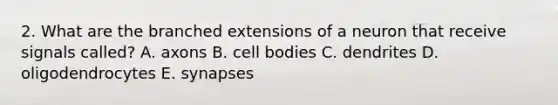 2. What are the branched extensions of a neuron that receive signals called? A. axons B. cell bodies C. dendrites D. oligodendrocytes E. synapses