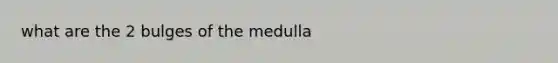 what are the 2 bulges of the medulla