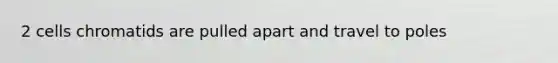 2 cells chromatids are pulled apart and travel to poles