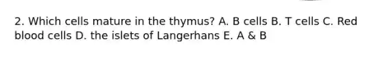 2. Which cells mature in the thymus? A. B cells B. T cells C. Red blood cells D. the islets of Langerhans E. A & B