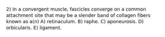 2) In a convergent muscle, fascicles converge on a common attachment site that may be a slender band of collagen fibers known as a(n) A) retinaculum. B) raphe. C) aponeurosis. D) orbicularis. E) ligament.