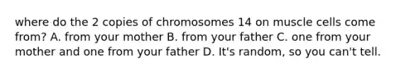 where do the 2 copies of chromosomes 14 on muscle cells come from? A. from your mother B. from your father C. one from your mother and one from your father D. It's random, so you can't tell.