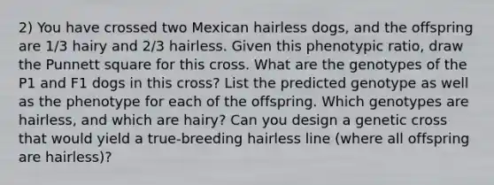 2) You have crossed two Mexican hairless dogs, and the offspring are 1/3 hairy and 2/3 hairless. Given this phenotypic ratio, draw the Punnett square for this cross. What are the genotypes of the P1 and F1 dogs in this cross? List the predicted genotype as well as the phenotype for each of the offspring. Which genotypes are hairless, and which are hairy? Can you design a genetic cross that would yield a true-breeding hairless line (where all offspring are hairless)?