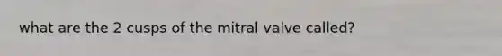 what are the 2 cusps of the mitral valve called?