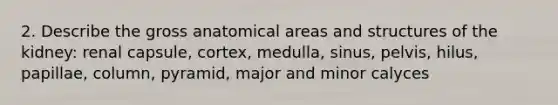 2. Describe the gross anatomical areas and structures of the kidney: renal capsule, cortex, medulla, sinus, pelvis, hilus, papillae, column, pyramid, major and minor calyces