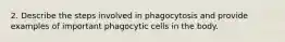 2. Describe the steps involved in phagocytosis and provide examples of important phagocytic cells in the body.