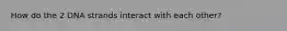 How do the 2 DNA strands interact with each other?