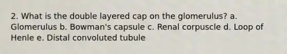 2. What is the double layered cap on the glomerulus? a. Glomerulus b. Bowman's capsule c. Renal corpuscle d. Loop of Henle e. Distal convoluted tubule